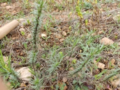 Plantago sempervirens