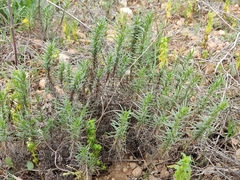 Plantago sempervirens