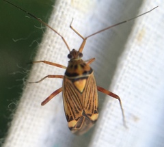 Rhabdomiris striatellus