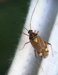 Rhabdomiris striatellus