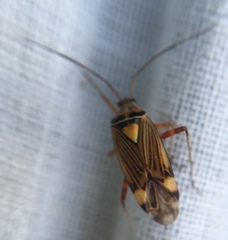 Rhabdomiris striatellus