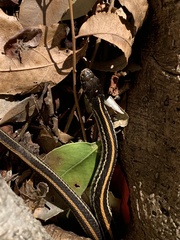 Thamnophis sirtalis annectens