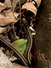 Thamnophis sirtalis annectens
