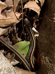 Thamnophis sirtalis annectens
