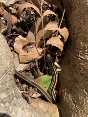 Thamnophis sirtalis annectens