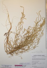 Corispermum villosum