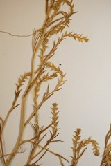Corispermum villosum