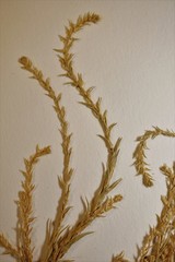 Corispermum villosum