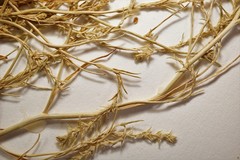 Corispermum villosum