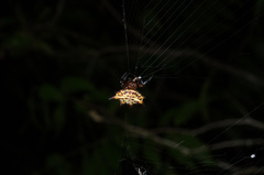 Gasteracantha curvispina