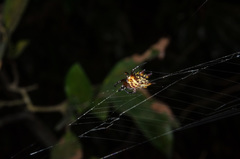 Gasteracantha curvispina