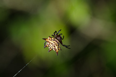 Gasteracantha curvispina