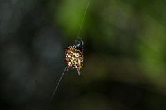 Gasteracantha curvispina