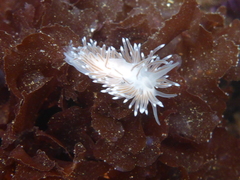Cuthona divae