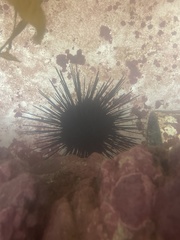 Centrostephanus coronatus