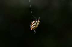 Gasteracantha curvispina