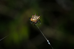 Gasteracantha curvispina