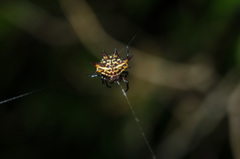 Gasteracantha curvispina