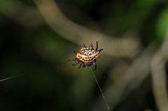 Gasteracantha curvispina