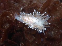 Cuthona divae
