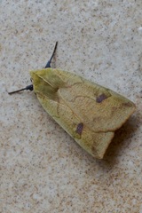 Herminiocala pallidoides