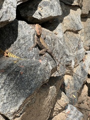 Psammophilus dorsalis