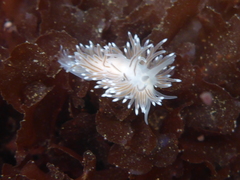 Cuthona divae