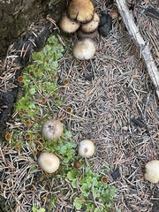 Psathyrella pennata