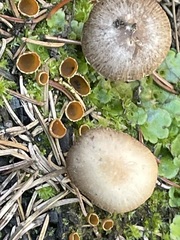 Psathyrella pennata