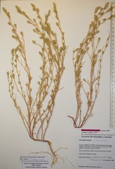 Corispermum villosum
