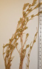 Corispermum villosum