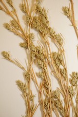 Corispermum villosum