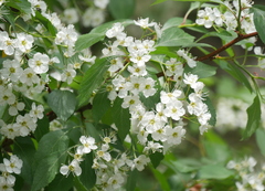 Crataegus rivularis