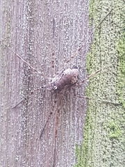 Dasylobus graniferus