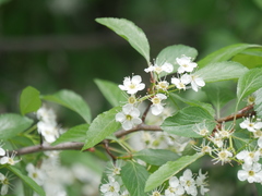 Crataegus rivularis