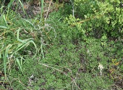 Searsia magalismontana magalismontana