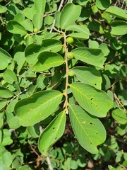 Bridelia mollis