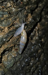 Synprosphyma franciscana