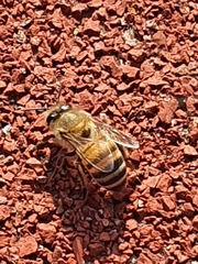 Apis mellifera