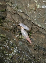 Synprosphyma franciscana