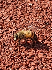 Apis mellifera