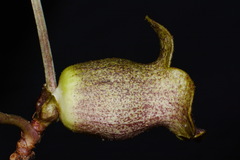 Hexastylis shuttleworthii