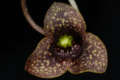 Hexastylis shuttleworthii