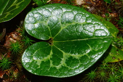 Hexastylis shuttleworthii