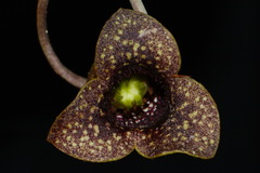 Hexastylis shuttleworthii