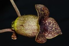 Hexastylis shuttleworthii