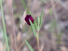 Clarkia purpurea