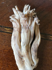 Ramaria celerivirescens