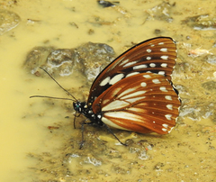 Penthema lisarda