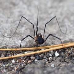Protolophus tuberculatus